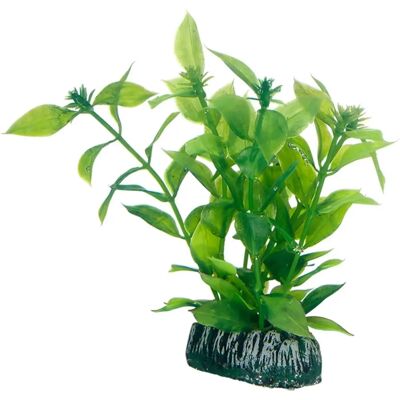 Hygrophila 13 Cm, S.S. - Aquariumplant Hygrophila 13 Cm, S.S. - Aquariumplant