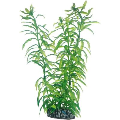 Heteranthera 25 cm - Pflanze Heteranthera 25 cm - Pflanze