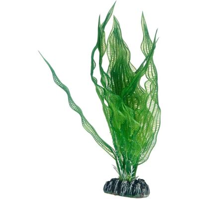 HOBBY Aponogeton 25 cm - Wasserpflanze HOBBY Aponogeton 25 cm - Wasserpflanze