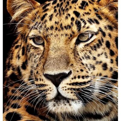 Pracht Diamantová maľba Jaguar Hlava 40x30 cm - Publicité Pracht Diamantová maľba Jaguar Hlava 40x30 cm - Publicité