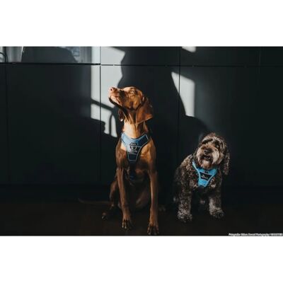 Hunter XS Dog Harness - Reflective, Adjustable & Ergonomic Hunter XS Dog Harness - Reflective, Adjustable & Ergonomic