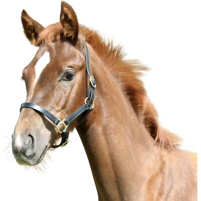 Covalliero Fohlenhalfter Eco Läderhalfter för föl - Fohlenhalfter - Halter Covalliero Fohlenhalfter Eco Läderhalfter för föl - Fohlenhalfter - Halter