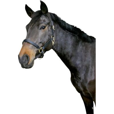 Covalliero Eco Leather Horse Halter - Durable & Adjustable Covalliero Eco Leather Horse Halter - Durable & Adjustable