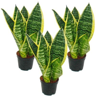 EXOTENHERZ Sansevieria trifasciata - Vert-Jaune - Pot 9cm - 20-25cm Hauteur - Publicité EXOTENHERZ Sansevieria trifasciata - Vert-Jaune - Pot 9cm - 20-25cm Hauteur - Publicité