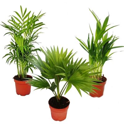 EXOTENHERZ Zimmerpalmen-Set - Chamaedorea, Livistona, Areca - 40-50cm EXOTENHERZ Zimmerpalmen-Set - Chamaedorea, Livistona, Areca - 40-50cm
