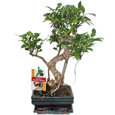 EXOTENHERZ Ficus retusa - Bonsai fait main - Environ 6 ans - 22cm - Publicité EXOTENHERZ Ficus retusa - Bonsai fait main - Environ 6 ans - 22cm - Publicité