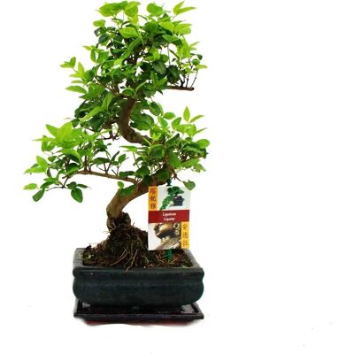 Ligustrum - Ligustrum sinense - Höhe 22 cm - Bonsai-Pflanze Ligustrum - Ligustrum sinense - Höhe 22 cm - Bonsai-Pflanze
