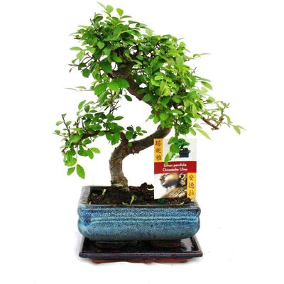 Exotischer Chinesischer Ulmen-Bonsai - Ulmus parviflora - ca. 6 Jahre Exotischer Chinesischer Ulmen-Bonsai - Ulmus parviflora - ca. 6 Jahre