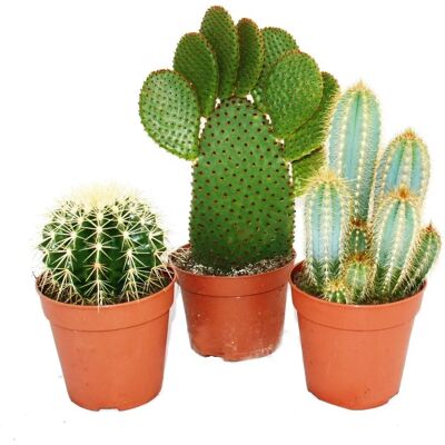 Groupe de Cactus Grandes - EXOTENHERZ - Pot 12cm - 15-28cm - Publicité Groupe de Cactus Grandes - EXOTENHERZ - Pot 12cm - 15-28cm - Publicité