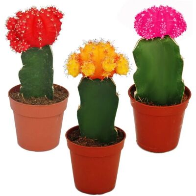 EXOTENHERZ - Ensemble de 3 cactus - Couleurs variées - Pots 5,5cm - 10-12cm Hauteur - Intérieur/Extérieur - Publicité EXOTENHERZ - Ensemble de 3 cactus - Couleurs variées - Pots 5,5cm - 10-12cm Hauteur - Intérieur/Extérieur - Publicité