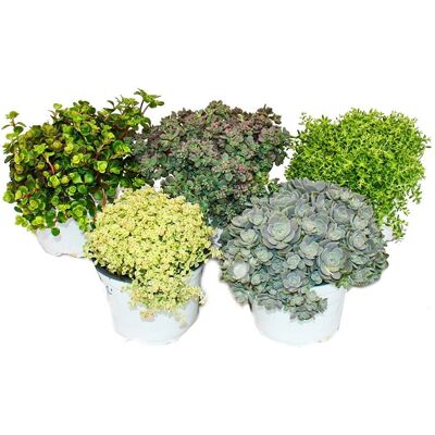 EXOTENHERZ Plantes de Sedum - Couleurs Variées - Pot 10,5cm - Publicité EXOTENHERZ Plantes de Sedum - Couleurs Variées - Pot 10,5cm - Publicité