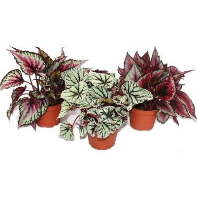 EXOTENHERZ - Begonia rex Hybr. - Couleurs variées - Plante - Publicité EXOTENHERZ - Begonia rex Hybr. - Couleurs variées - Plante - Publicité