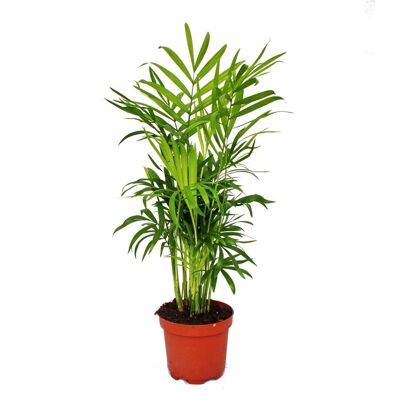 EXOTENHERZ Chamaedorea Elegans - Palmier de montagne - 3 plantes - Publicité EXOTENHERZ Chamaedorea Elegans - Palmier de montagne - 3 plantes - Publicité