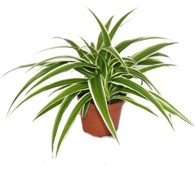 EXOTENHERZ Chlorophytum - Lirio vert - Pot de 9cm - Plante d'intérieur - Publicité EXOTENHERZ Chlorophytum - Lirio vert - Pot de 9cm - Plante d'intérieur - Publicité