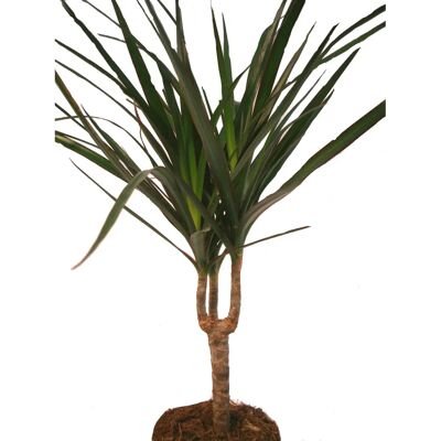 EXOTENHERZ Dracaena Marginata - Plante d'Intérieur Facile - Pot 11cm - Publicité EXOTENHERZ Dracaena Marginata - Plante d'Intérieur Facile - Pot 11cm - Publicité