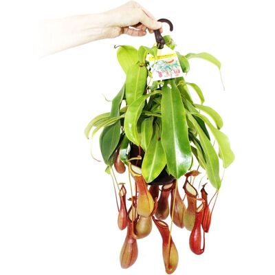 Exotenherz Nepenthes alata - Plante carnivore suspendue - 14cm - Publicité Exotenherz Nepenthes alata - Plante carnivore suspendue - 14cm - Publicité