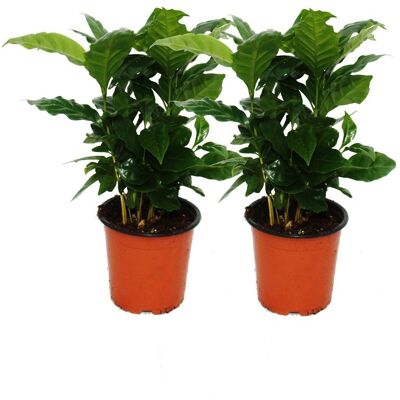 EXOTENHERZ Plante de Café Arabica 2 Plantes - Plante d'Intérieur - Publicité EXOTENHERZ Plante de Café Arabica 2 Plantes - Plante d'Intérieur - Publicité
