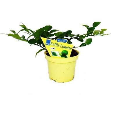EXOTENHERZ Citrus Hystrix - 2 Pflanzen - Essbare Blätter & Blüten EXOTENHERZ Citrus Hystrix - 2 Pflanzen - Essbare Blätter & Blüten