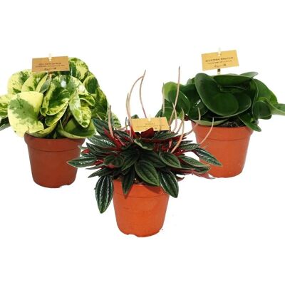 Ensemble de Peperomia EXOTENHERZ - Facile d'entretien, Lumineux ou semi-ombragé - Publicité Ensemble de Peperomia EXOTENHERZ - Facile d'entretien, Lumineux ou semi-ombragé - Publicité