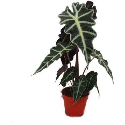 EXOTENHERZ Alocasia sanderiana - Elegante Blätterpflanze - Tropische Wurzel EXOTENHERZ Alocasia sanderiana - Elegante Blätterpflanze - Tropische Wurzel