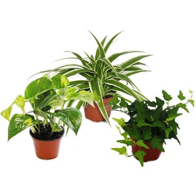 Ensemble de plantes grimpantes d'intérieur EXOTENHERZ - 3 plantes, pots 9cm - Publicité Ensemble de plantes grimpantes d'intérieur EXOTENHERZ - 3 plantes, pots 9cm - Publicité