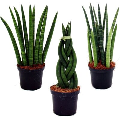 EXOTENHERZ Sansevieria Cylindrica Set aus 3 Pflanzen EXOTENHERZ Sansevieria Cylindrica Set aus 3 Pflanzen