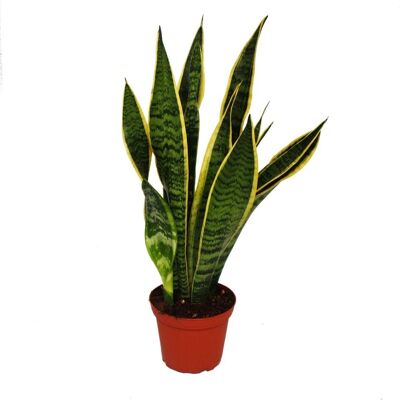 Sansevieria Cânhamo Arc - Plante, Pot 12cm, 45-50cm - Publicité Sansevieria Cânhamo Arc - Plante, Pot 12cm, 45-50cm - Publicité