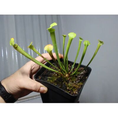 EXOTENHERZ Sarracenia - Piège à moustiques naturel - Pot de 9cm - Publicité EXOTENHERZ Sarracenia - Piège à moustiques naturel - Pot de 9cm - Publicité