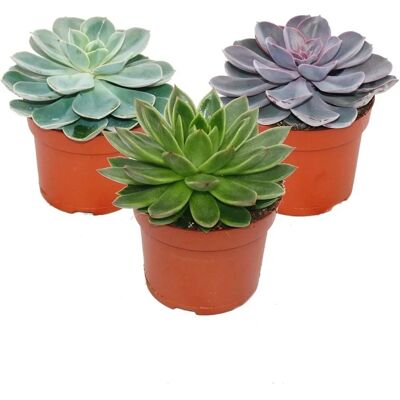 EXOTENHERZ Echeveria Pflanzen-Set - Verschiedene Farben - 12cm Topf EXOTENHERZ Echeveria Pflanzen-Set - Verschiedene Farben - 12cm Topf