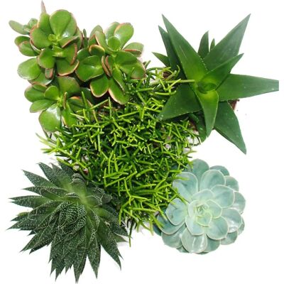 EXOTENHERZ Sukkulenten-Set - 12cm Verschiedene EXOTENHERZ Sukkulenten-Set - 12cm Verschiedene