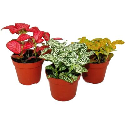 Ensemble de Plantes Fittonia EXOTENHERZ - Multicolores, Pot 9cm - Plante d'Intérieur - Publicité Ensemble de Plantes Fittonia EXOTENHERZ - Multicolores, Pot 9cm - Plante d'Intérieur - Publicité