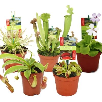 EXOTENHERZ Fleischfressende Pflanzen Starter Kit - 5 Pflanzenarten EXOTENHERZ Fleischfressende Pflanzen Starter Kit - 5 Pflanzenarten