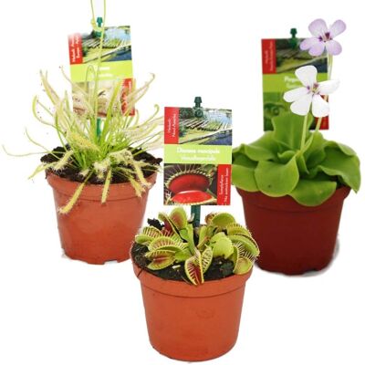 Ensemble de Plantes Carnivores EXOTENHERZ - 3 Plantes - Publicité Ensemble de Plantes Carnivores EXOTENHERZ - 3 Plantes - Publicité