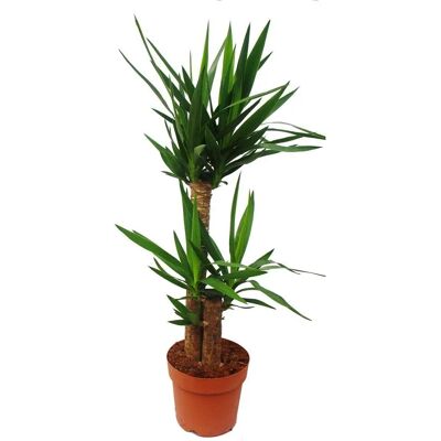 EXOTENHERZ Palme - Yucca mit 2 Rundstämmen - Ca. 80cm EXOTENHERZ Palme - Yucca mit 2 Rundstämmen - Ca. 80cm