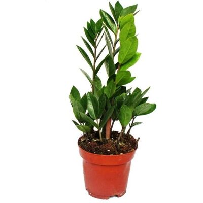 EXOTENHERZ Zamioculcas Zamiifolia - Grüne Pflanze - 12cm Topf EXOTENHERZ Zamioculcas Zamiifolia - Grüne Pflanze - 12cm Topf