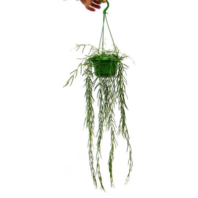 Exotenherz Hoya linearis - Zimmerpflanze zum Hängen - 12cm Topf Exotenherz Hoya linearis - Zimmerpflanze zum Hängen - 12cm Topf