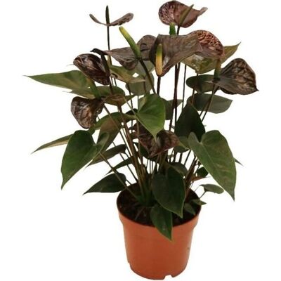 EXOTENHERZ Schwarzer Karma Anthurium - 12cm Topf - Tropische Blume EXOTENHERZ Schwarzer Karma Anthurium - 12cm Topf - Tropische Blume