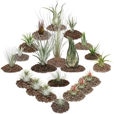 Exoticherz Tillandsia Set - 20 Pflanzen, XXL Variationen Exoticherz Tillandsia Set - 20 Pflanzen, XXL Variationen