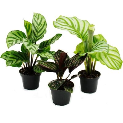 EXOTENHERZ Calathea - 3 Plantes d’Ombre - Motif de Feuilles Unique - Pot 7cm - 20cm Hauteur - Publicité EXOTENHERZ Calathea - 3 Plantes d’Ombre - Motif de Feuilles Unique - Pot 7cm - 20cm Hauteur - Publicité