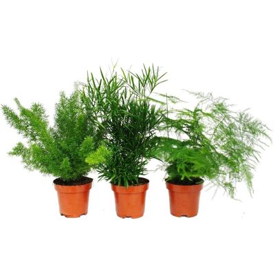 EXOTENHERZ - Zierasparagus-Set - 3 Pflanzen EXOTENHERZ - Zierasparagus-Set - 3 Pflanzen