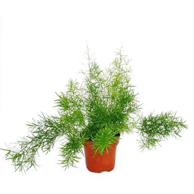 EXOTENHERZ Asperge ornementale - Plante verte facile d'entretien - Pot de 12cm - Publicité EXOTENHERZ Asperge ornementale - Plante verte facile d'entretien - Pot de 12cm - Publicité