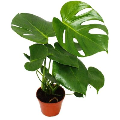 EXOTENHERZ Monstera deliciosa - Zimmerpflanze - 12cm Topf - 30-35cm hoch EXOTENHERZ Monstera deliciosa - Zimmerpflanze - 12cm Topf - 30-35cm hoch