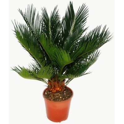 EXOTENHERZ Cycas Revoluta - Palmier japonais, pot 12cm, 40-50cm de haut - Plante - Publicité EXOTENHERZ Cycas Revoluta - Palmier japonais, pot 12cm, 40-50cm de haut - Plante - Publicité