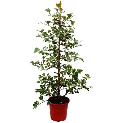 Ficus Triangularis Panaché - Plante d'intérieur - 80-90cm - Publicité Ficus Triangularis Panaché - Plante d'intérieur - 80-90cm - Publicité