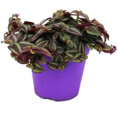 EXOTENHERZ Tradescantia Purple Passion - Plante d'Intérieur - Pot 12cm - Publicité EXOTENHERZ Tradescantia Purple Passion - Plante d'Intérieur - Pot 12cm - Publicité