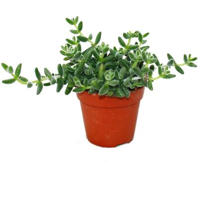 EXOTENHERZ Delosperma echinatum - Sukkulent Pflanze - 12cm Topf - Sommergelbe Blüten - Heller Standort - Naturprodukt EXOTENHERZ Delosperma echinatum - Sukkulent Pflanze - 12cm Topf - Sommergelbe Blüten - Heller Standort - Naturprodukt