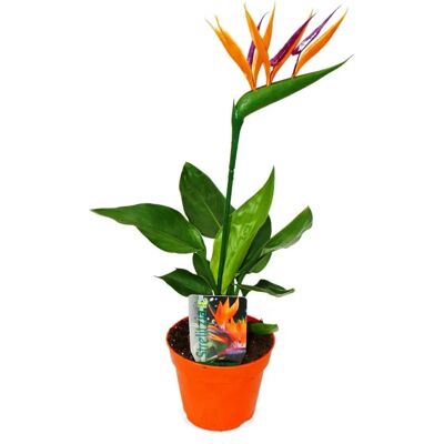 EXOTENHERZ - Flor del ave del paraíso künstliche Pflanze - 12cm Topf - ca. 30-40cm hoch EXOTENHERZ - Flor del ave del paraíso künstliche Pflanze - 12cm Topf - ca. 30-40cm hoch