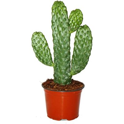 EXOTENHERZ Consolea rubescens - SW USA - Pot 12cm - Hauteur 30cm - Ensoleillé - Faible arrosage - Publicité EXOTENHERZ Consolea rubescens - SW USA - Pot 12cm - Hauteur 30cm - Ensoleillé - Faible arrosage - Publicité