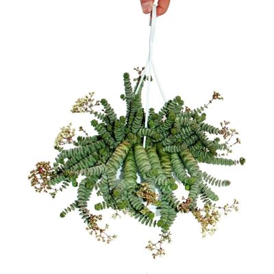 EXOTENHERZ Crassula Hottentot - Succulent aus Südafrika EXOTENHERZ Crassula Hottentot - Succulent aus Südafrika