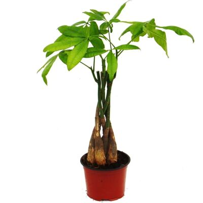 EXOTENHERZ Pachira Aquatica - tronc tressé - pot de 12cm - Plante - Publicité EXOTENHERZ Pachira Aquatica - tronc tressé - pot de 12cm - Plante - Publicité